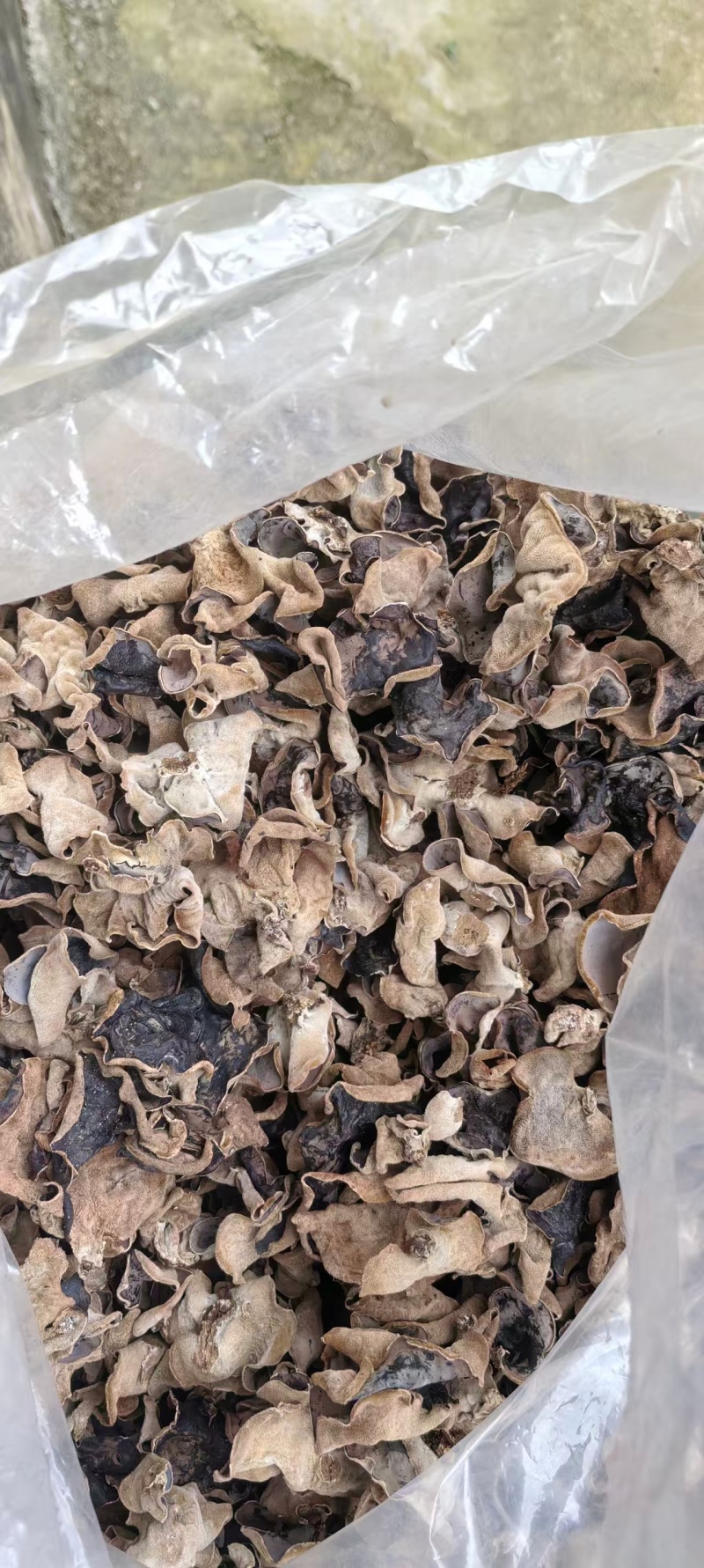 江西赣州特产原木毛木耳产地直发量大价优欢迎随时看货