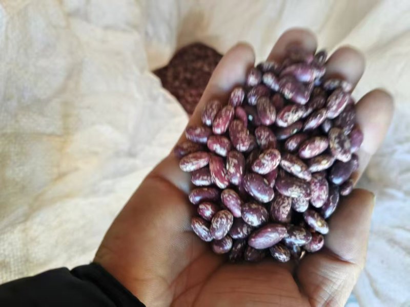 《云南花芸豆》产地货源/保质保量/农家种植/欢迎采购