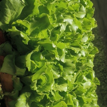意大利生菜苗，茶氏育苗基地常年供应各种各样蔬菜苗