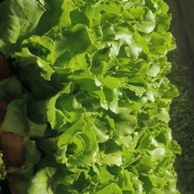 意大利生菜苗，茶氏育苗基地常年供应各种各样蔬菜苗