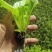 意大利生菜苗，茶氏育苗基地常年供应各种各样蔬菜苗