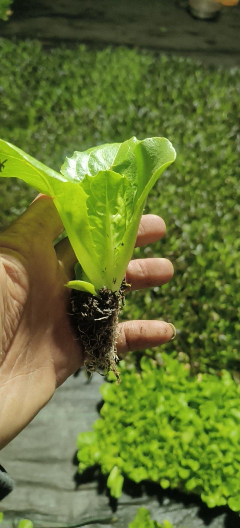意大利生菜苗，茶氏育苗基地常年供应各种各样蔬菜苗