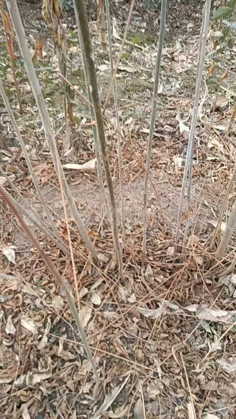 红油香椿树育苗基地香椿炒鸡蛋椿香浓郁