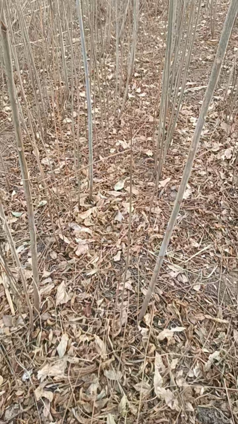 红油香椿树育苗基地香椿炒鸡蛋椿香浓郁