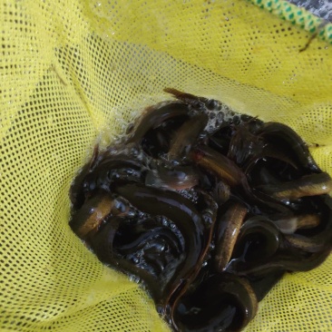 精品泥鳅