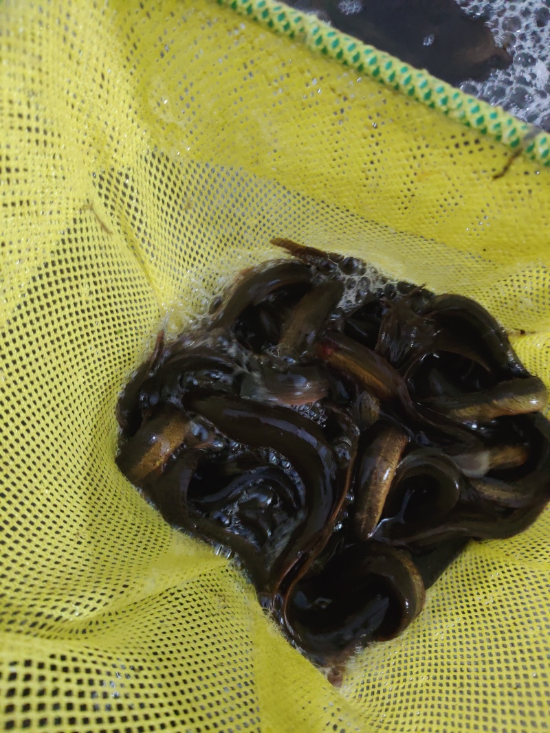 精品泥鳅
