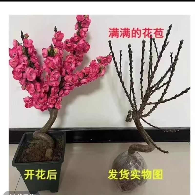 （店铺热销）耐寒高温寿星桃阳台室内外美观当年结果