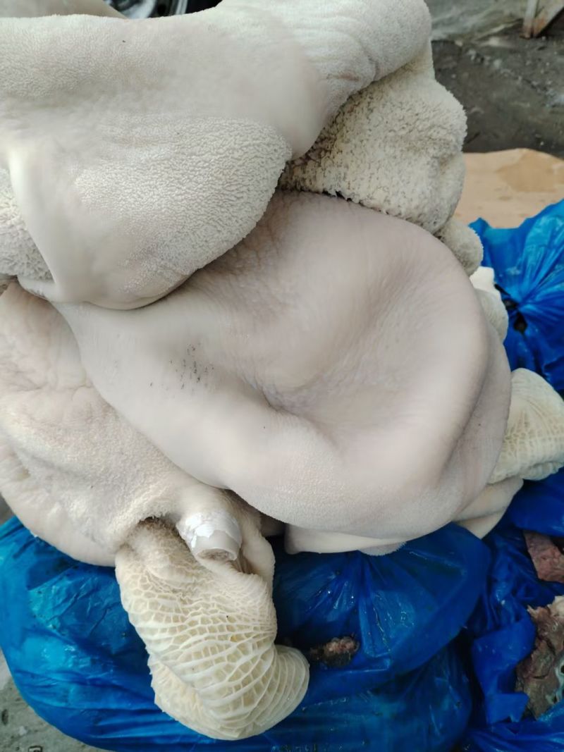 厂家批发，全熟牛大肚，带金钱肚，清水煮纯干全熟可定制