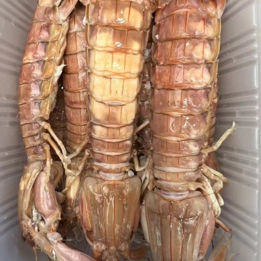 海鲜皮皮虾超肥野生鲜活熟冻超大虾爬虾姑虾婆濑尿虾