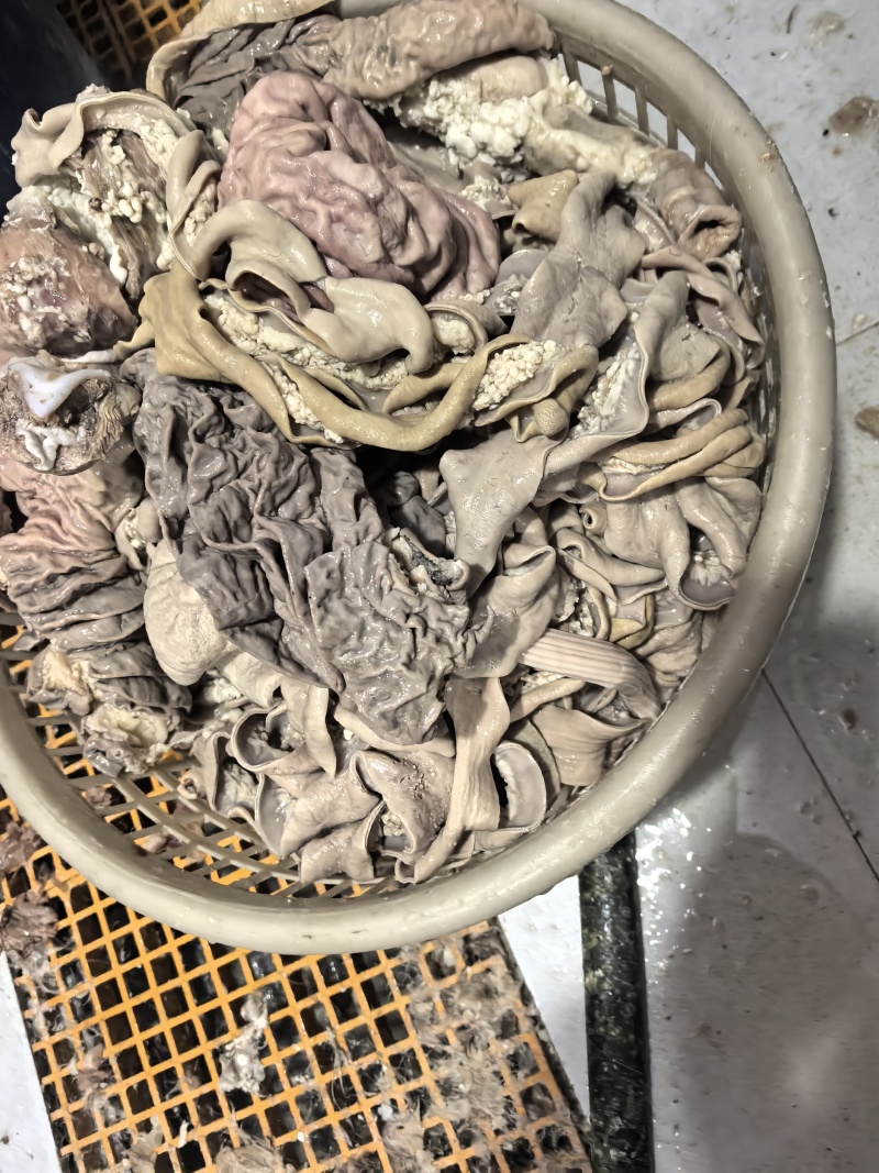 厂家批发国产清水煮，全熟牛肠散带大肠小肠宽肠