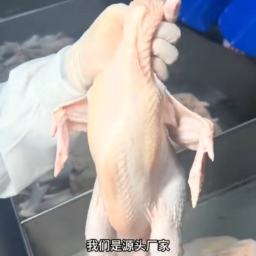 去头去尾商用鸡