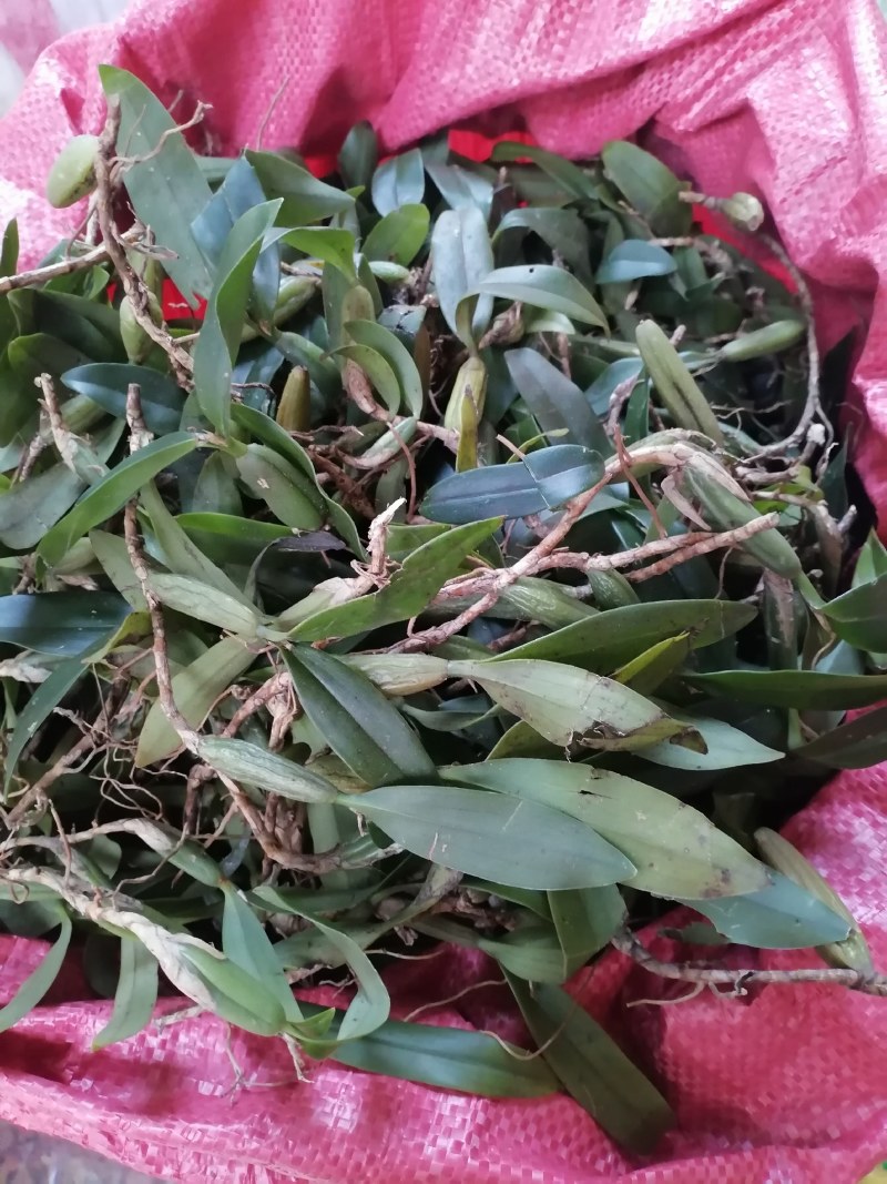 石橄榄双叶中果。产地货源现货批发欢迎来电咨询