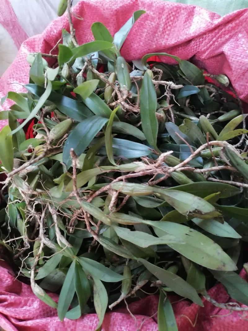石橄榄双叶中果。产地货源现货批发欢迎来电咨询