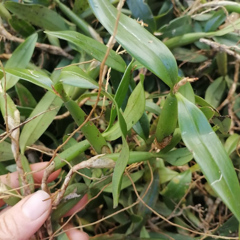 石橄榄双叶中果。产地货源现货批发欢迎来电咨询