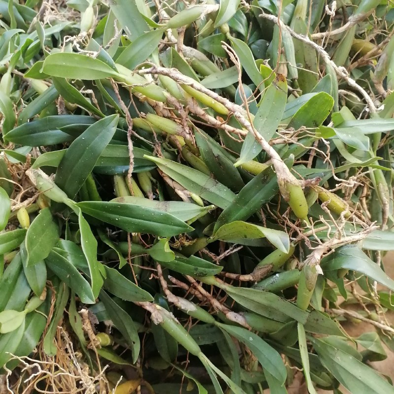 石橄榄双叶中果。产地货源现货批发欢迎来电咨询