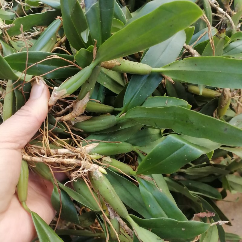 石橄榄双叶中果。产地货源现货批发欢迎来电咨询