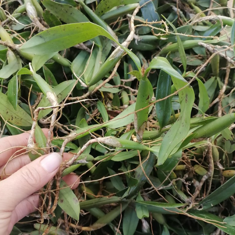 石橄榄双叶中果。产地货源现货批发欢迎来电咨询