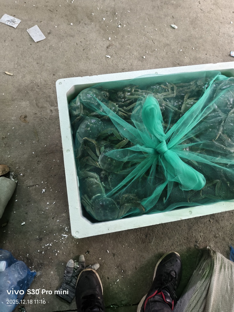 江苏大闸蟹大量供应中对接市场电商规格齐全品质保证欢迎下单订购