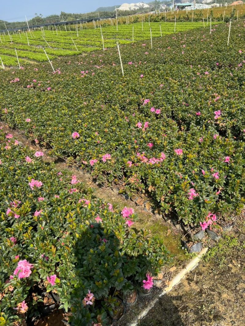 安酷杜鹃大量低价清场