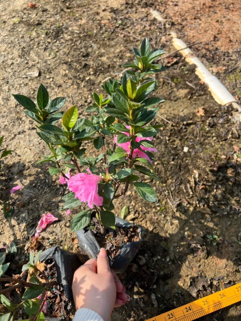 安酷杜鹃大量低价清场