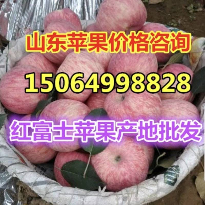 早熟鲁丽美八苹果产地直发价格低，质量好！信誉好！