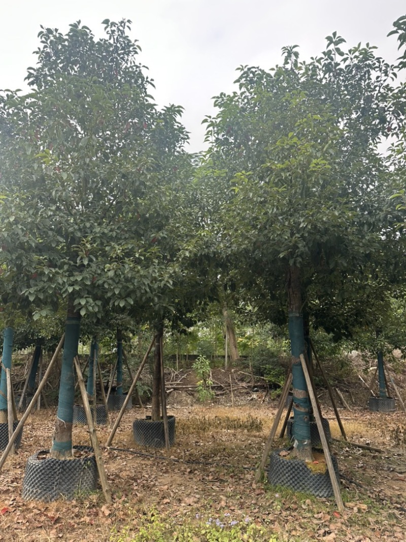 香樟大量低价出售