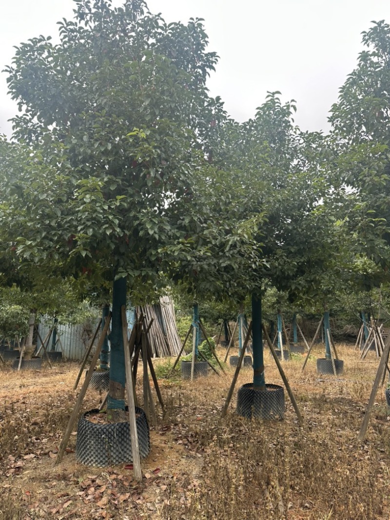 香樟大量低价出售