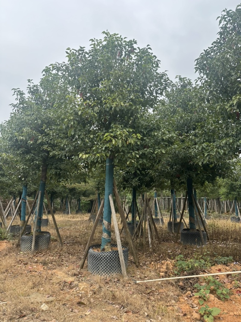 香樟大量低价出售