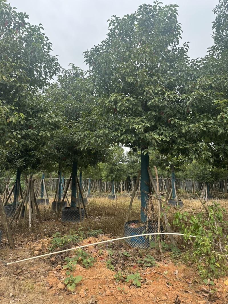 香樟大量低价出售
