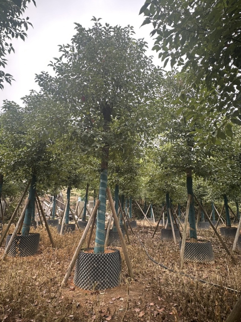香樟大量低价出售
