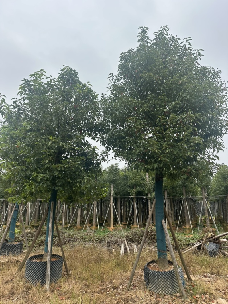 香樟大量低价出售