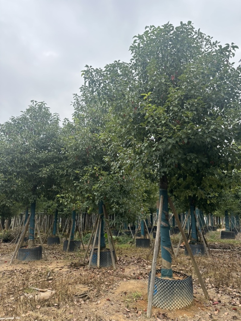 香樟大量低价出售