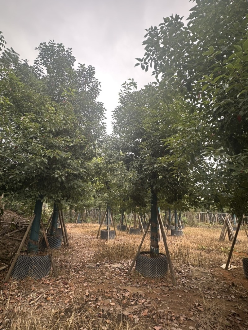 香樟大量低价出售