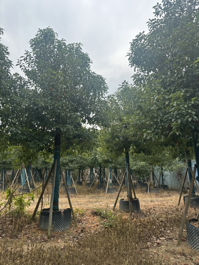 香樟大量低价出售