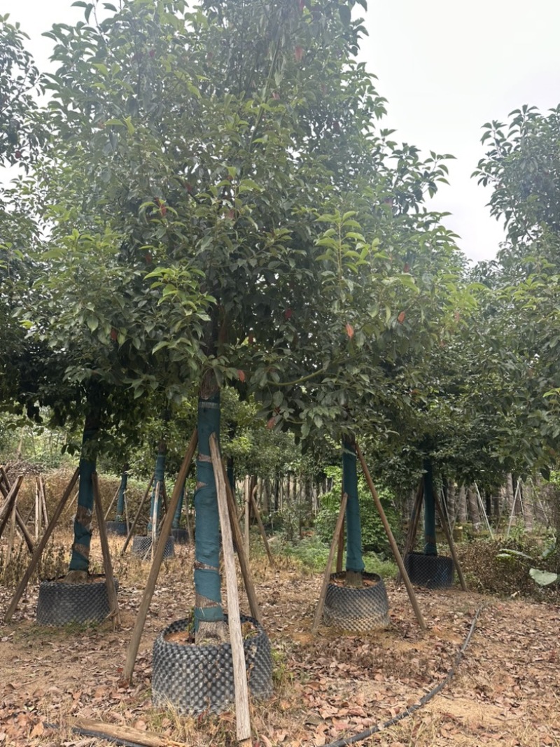 香樟大量低价出售