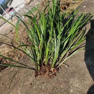 野生石菖蒲