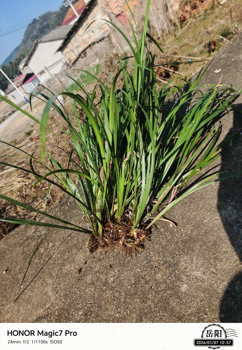 野生石菖蒲
