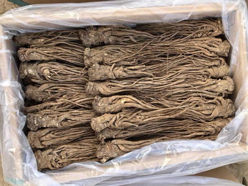 【全网低价】正品当归产地直发中药品质值得信赖