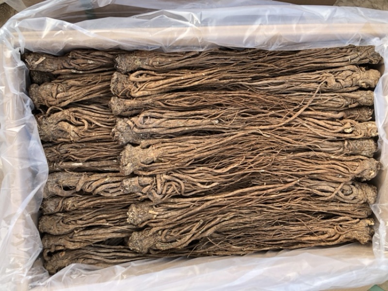 【全网低价】正品当归产地直发中药品质值得信赖
