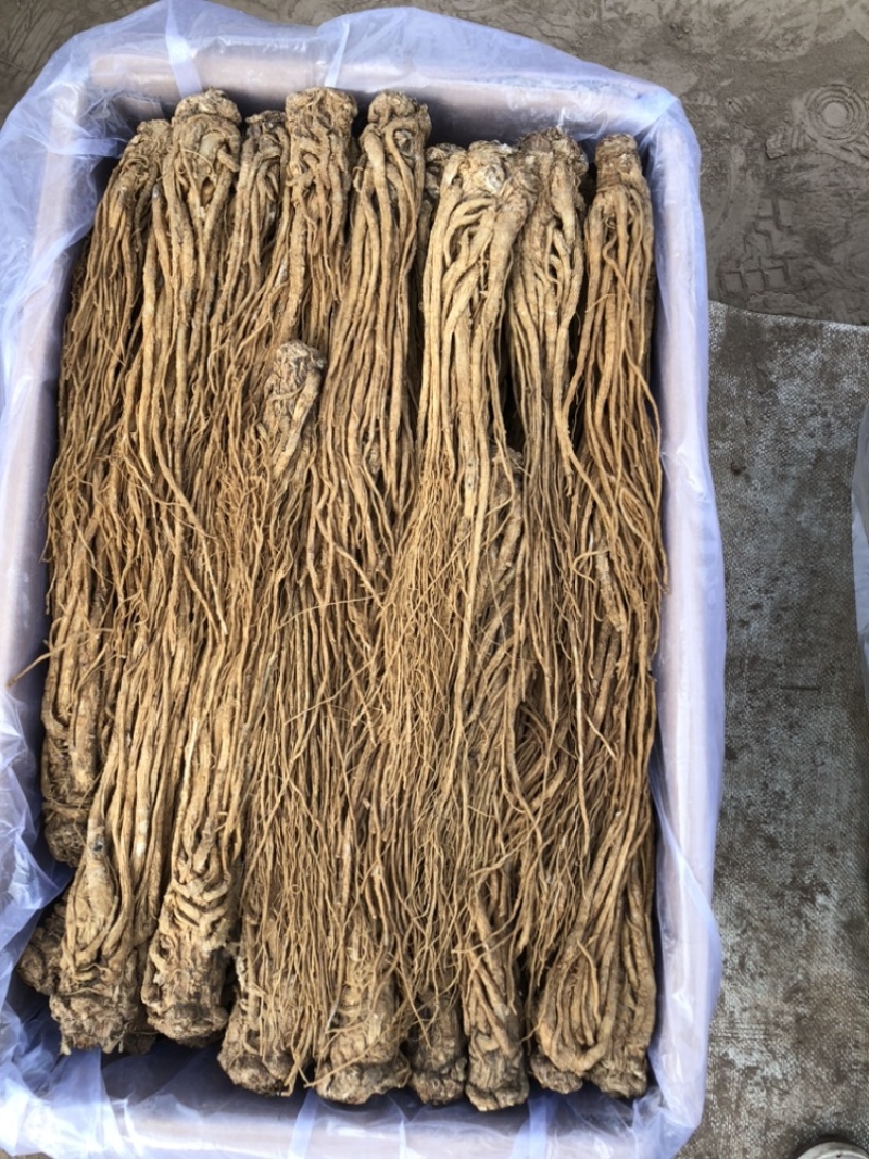 【全网低价】正品当归产地直发中药品质值得信赖