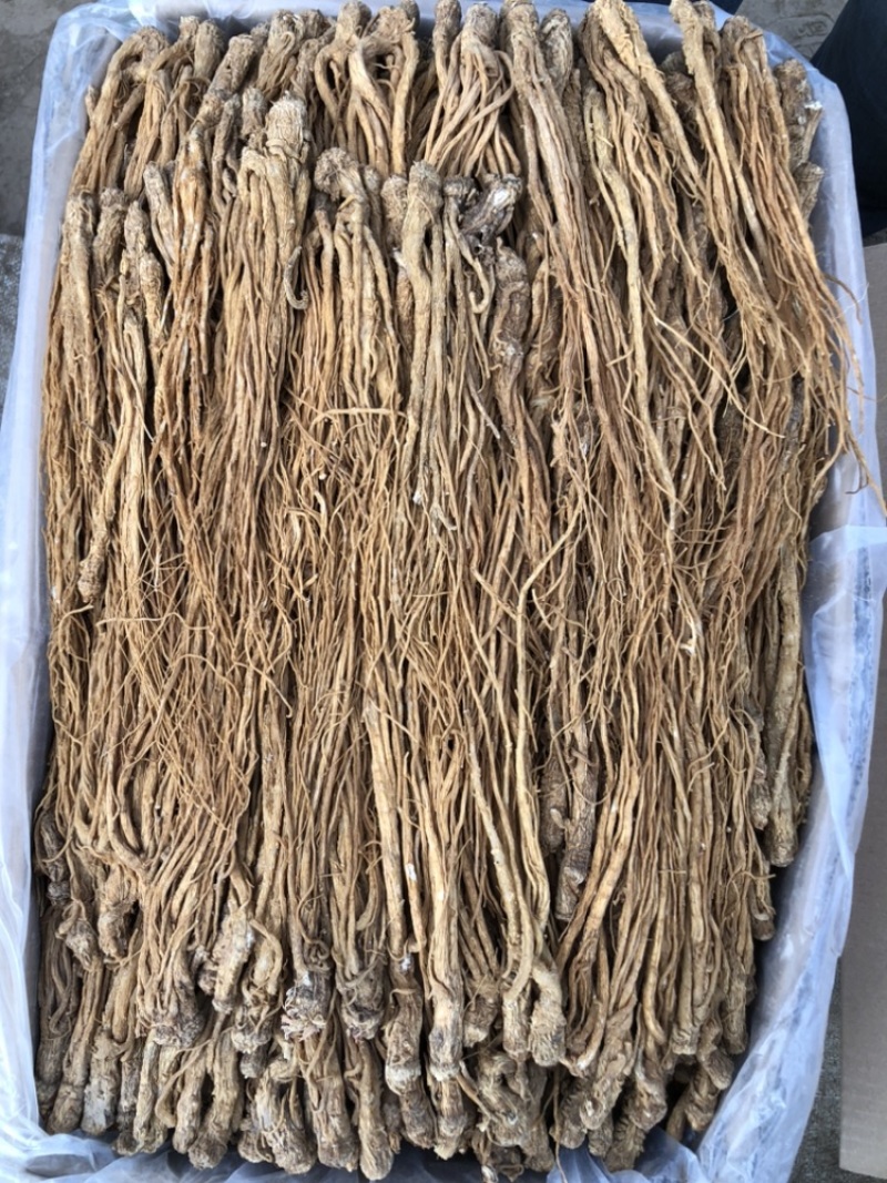 【全网低价】正品当归产地直发中药品质值得信赖