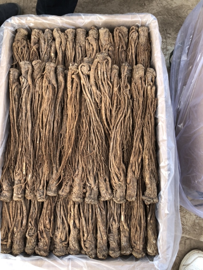 【全网低价】正品当归产地直发中药品质值得信赖