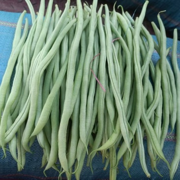 新苗，无筋豆，扁豆，大量上市，有需要的老板，欢迎来电咨询