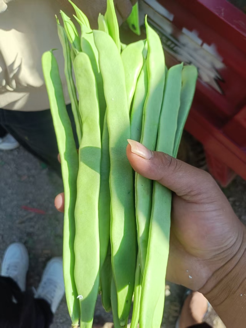 新苗，无筋豆，扁豆，大量上市，有需要的老板，欢迎来电咨询