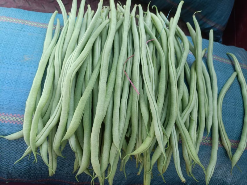 新苗，无筋豆，扁豆，大量上市，有需要的老板，欢迎来电咨询