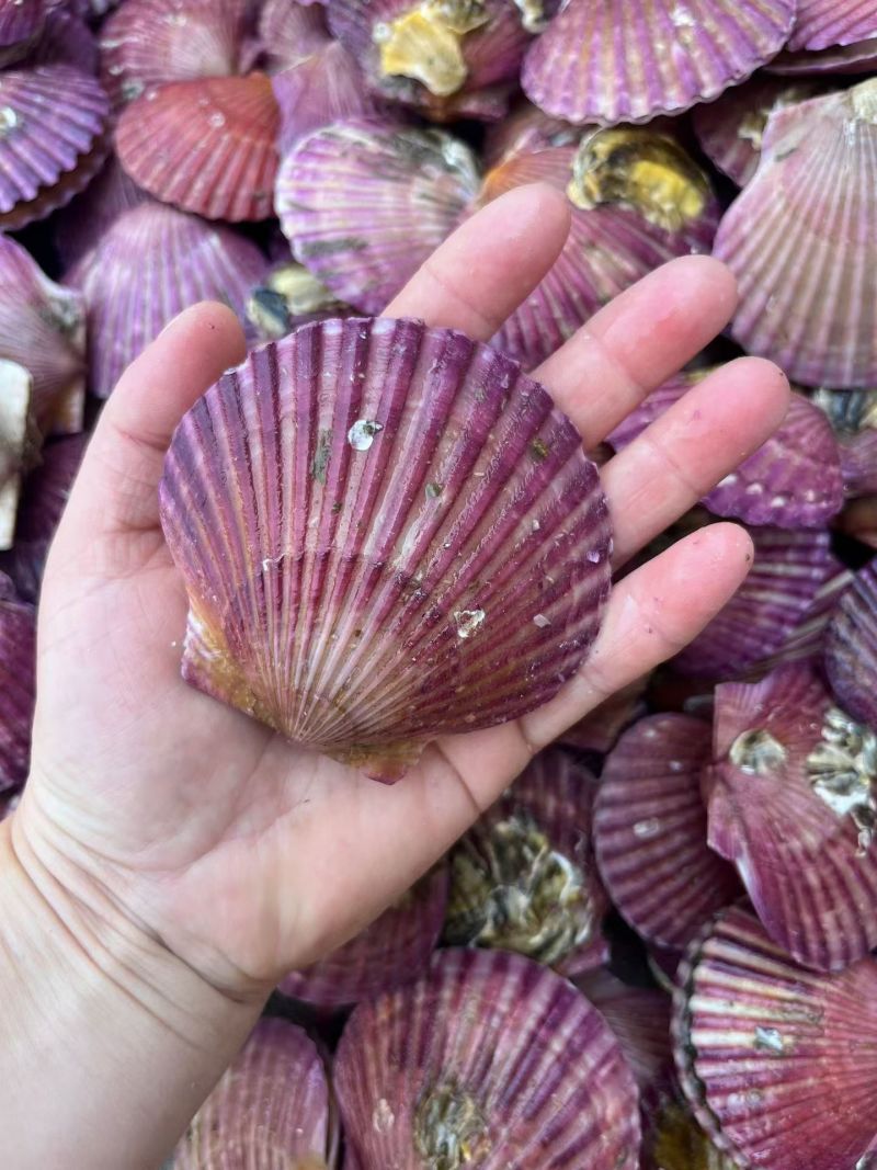 鲜活扇贝小红贝港湾贝现捞现发海鲜水产贝类鲜活扇贝