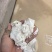 老品种芭蕉芋湿粉