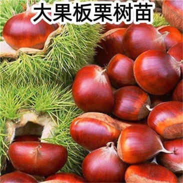 果园直发嫁接板栗苗大红袍迁西板栗锥栗等包对版包成活率