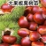 果园直发嫁接板栗苗大红袍迁西板栗锥栗等包对版包成活率