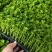 法国皇后穴盘芹菜苗，基地直发，保质保量，诚信经营，欢迎选购
